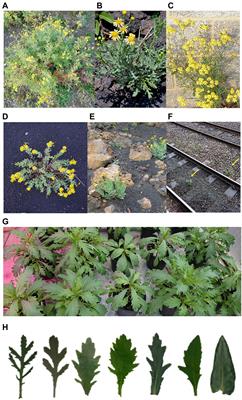 The Role of Interspecific Hybridisation in Adaptation and Speciation: Insights From Studies in Senecio